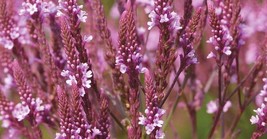 US Seller 50 Verbena Pink Spires Flower Seeds Fresh Seeds - $14.98