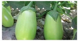 60 Seeds / Pack, Green Fat Eggplant Seed Chinese Vegetable Organic Auber... - £9.58 GBP