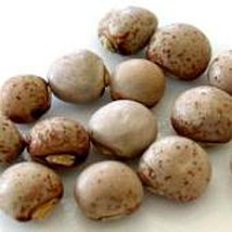 Usa Seller Pigeon Peas Seeds Fast Shipping - $11.24