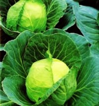 500 Seeds Golden Acre Cabbage Heirloom Seeds Sprout Quickly Thrive - $8.35