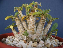 Dorstenia sp exotic rare succulents seed cacti 10 SEEDS - £7.16 GBP
