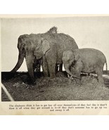 1930 Betty Bell Circus Print Elephant  Antique Carnival Ephemera 8 x 5 - £23.88 GBP