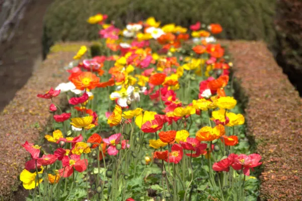 2500 Iceland Poppy Mixed Colors Papaver Nudicaule Flower Seeds Fresh - £7.98 GBP
