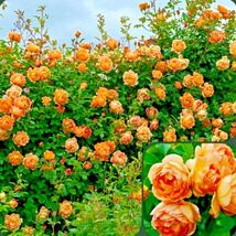 50+ Roses Flower Rose Plant Live Plant Rose Seeds  for garden - $86.80 MXN
