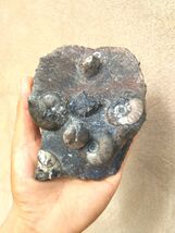 Rare Natural Platyclymenia /Goniatites Ammonites Plate  Authentic Morocc... - $38.61 Rare Natural Platyclymenia /Goniatites Ammonites Plate  Authentic Morocc... - $38.61