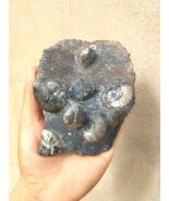 Rare Natural Platyclymenia /Goniatites Ammonites Plate  Authentic Morocc... - €33,42 EUR
