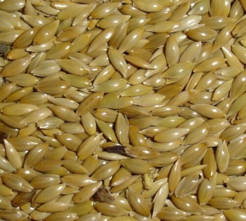 Alpiste Canary Seeds 1 Lbs Alpiste birds food - $5.46
