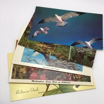 Vintage Bird Postcards Robin Bald Eagle Sea Gulls Mockingbird Oriole Lot Of 5 - $9.89