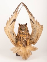 Stuffed Mounts Long Ear OWL flight simulation Taxidermy Owl Asio otus Bi... - £250.60 GBP