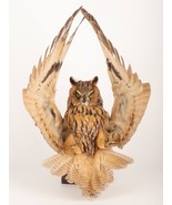 Stuffed Mounts Long Ear OWL flight simulation Taxidermy Owl Asio otus Bi... - £239.20 GBP