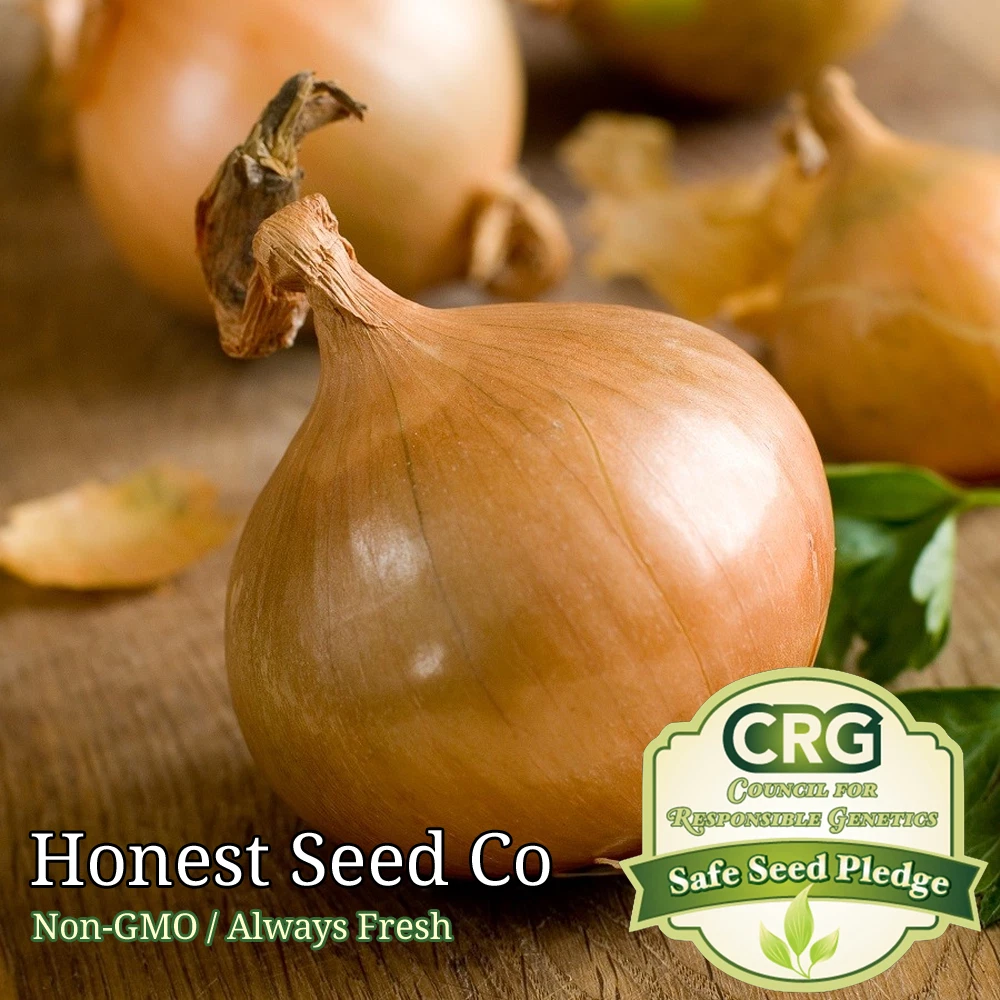 Texas Early Grano Sweet Onion Seeds | Non-GMO | Heirloom | Fresh Garden ... - $3.87
