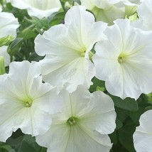 USA Seller 2R9D4 Petunia Seeds 100 Pelleted Petunia Trilogy Lime Seeds Variety - £52.40 GBP