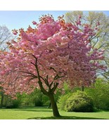 Two Pink Yoshino Cherry Blossom Tree 1-2 Ft Tall Now US Fast Shipping - $1,276.25 MXN