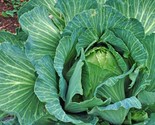 800 Cabbage Seeds Early Jersey Wakefield Heirloom Non Gmo Fresh Fast Shi... - $8.99