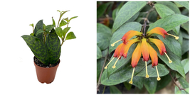 Black Pagoda Lipstick Vine - Aeschynanthus marmoratus - 2&quot; Pot - £26.45 GBP