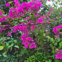 5 Pink Coral Vine Flower Seeds Mexican Creeper Queens Wreath Puerto Rico... - $4.14 CAD