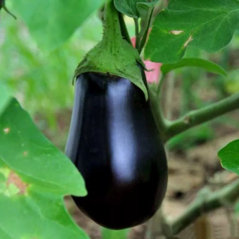 KingStore 100 Black Beauty Eggplant Non-Gmo Talong Aubergine Planting Seeds - $9.78