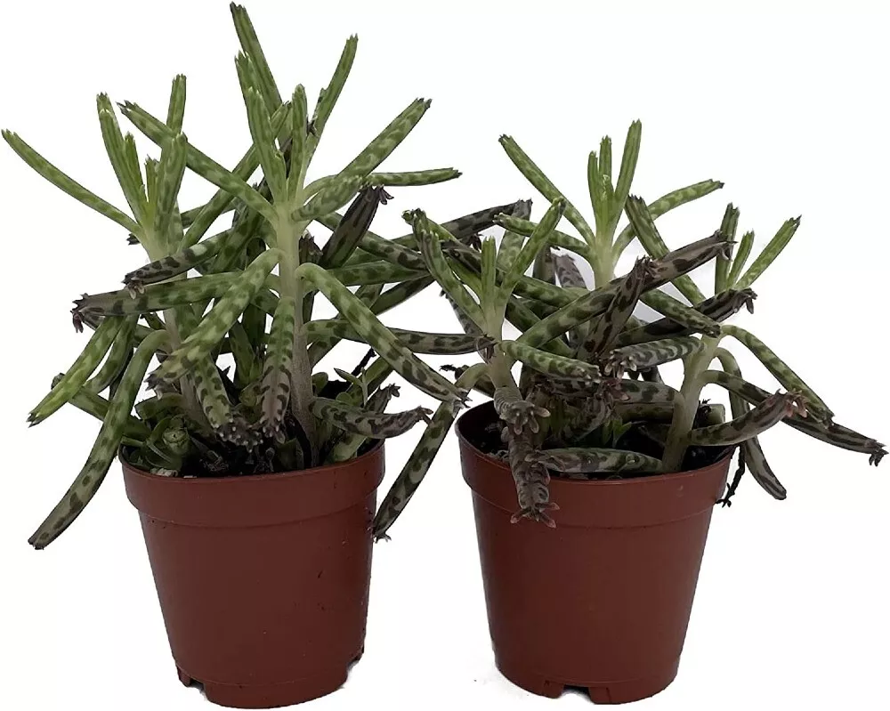 Live 2 Plants In 2&quot; Pots Kalanchoes Chandeliers Delagoensis Mother Indoo... - $39.80