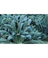 LKS Lacinato Kale Seeds 100 Cruciferous Jurassicly Grown Dino Food Home ... - €10,55 EUR