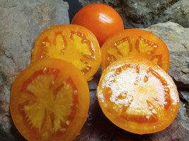 50 Seeds Mandarin Cross Tomato Tomatoe Vegetable Garden Canning - £5.53 GBP