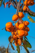 Hachiya Persimmon Tree 3-4 ft. Bare-root Sent January to April - £127.89 GBP