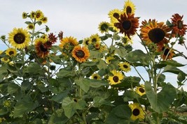 Bin#2R8D1 Indian Blanket Sunflowers Seeds 100 Seeds Helianthus Seeds Dwarfgarden - £17.56 GBP