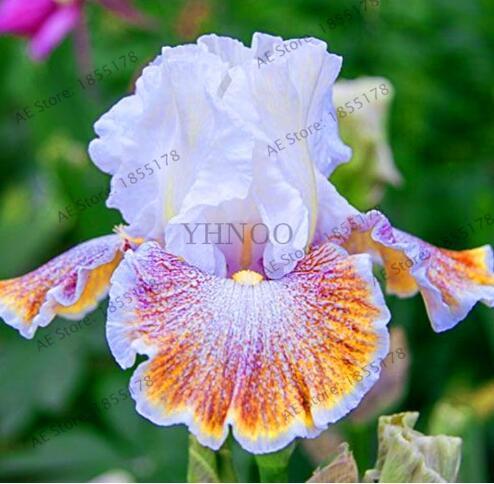 Iris Light Purplish White And Rainbow Flowers - $9.99