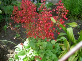 100 Red Vivid Coral Bells Heuchera Sanguinea Scarlet Shade Flower Seeds ... - £15.97 GBP