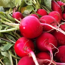 Crimson Giant Radish Raphanus Sativus Radishes Red German Daikon - £2.24 GBP