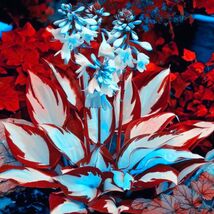 Item image 1 image 1