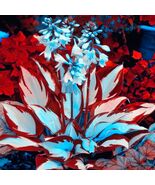 hosta plants plantaginea beautiful red,white color - $9.99