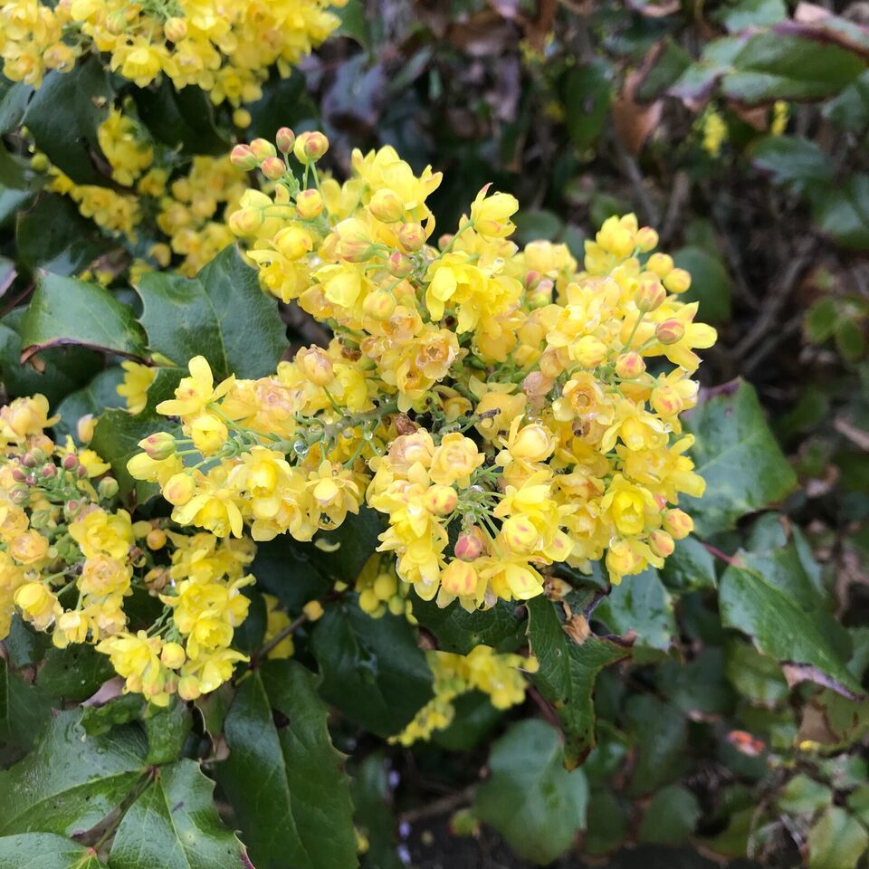 SEED- Oregon Grape Mahonia Evergreen Holly Leaves Yellow Flowers Blue Be... - $3.21+