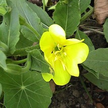 US Seller 10 Evening Primrose Herb Seeds - £11.06 GBP