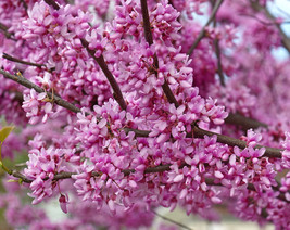 Eastern Redbud 24&quot;-36&quot; tall (Cercis canadensis)- Potted in 5&quot; deep band pot - £23.70 GBP+