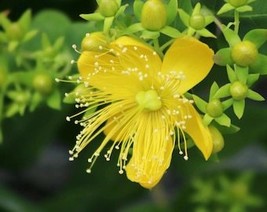 THJAR St. John’s Wort Seeds - Organic, Heirloom, Open Pollinated, Non GM... - $2.31