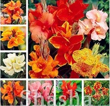 200 pcs Canna Lily Flore Outdoor Indoor Seeds - Mixed Flowers FRESH SEEDS - £11.58 GBP