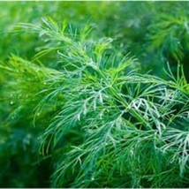 Dill Dukat Seeds 500+ Anethum Graveolens Herb Spice Culinary - $8.88