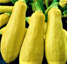 BStore Early Prolific Straightneck Squash 30 Seeds Non-Gmo - £5.97 GBP
