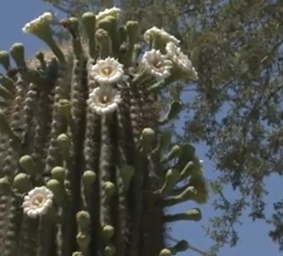25++ Saguaro cactus Seeds (Carnegiea Gigantea) Seller. - €2,95 EUR