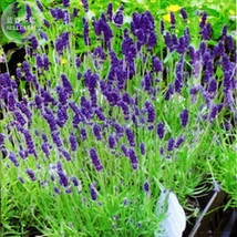 Goodidea BELLFARM Blue Purple Lavender Series Bonsai Flowers, 20pcs &#39;Seeds&#39;/orig - £4.16 GBP