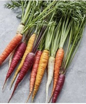 100 Seeds Rainbow Carrot Blend Multi Color Medley Grow Fast Heirloom Seeds Shine - £6.44 GBP