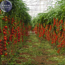 New Fresh Tomato Tsifomandra Giant Vegetable Seeds 100 Seeds Pack Truss Sweet Or - £3.73 GBP