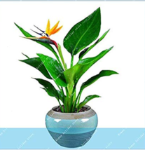 100Seeds Real Strelitzia Reginae Potted Plant Flowers Bird Of Paradise Jardim Bo - £5.57 GBP