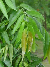 20 Polyalthia longifolia Seeds,Ashoka Tree Seeds, Indian Mast Tree, Variety Pend - £5.41 GBP