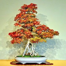 S_SH 20 Trident Maple Tree Seeds (Acer Buergerianum) Hardy Fall Colors Bonsai Pl - £9.10 GBP