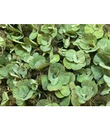 100 WATER LETTUCE POND PLANTS + FREE RED MANGROVE PLANTS  - $99.00