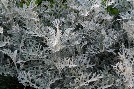 200 Seeds Silverdust Dusty Miller Cineraria maritima Fresh Seeds - $4.58