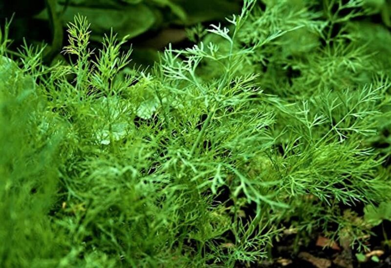 Bouquet Non-Gmo Organic Dill Seed 200 Seeds  Fast Shipping - $7.99