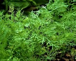 Bouquet Non-Gmo Organic Dill Seed 200 Seeds  Fast Shipping - $7.99