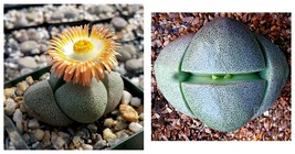 PLEIOSPILOS nelii Succulents Garden Plants - Seeds 40 Seeds  - £20.74 GBP